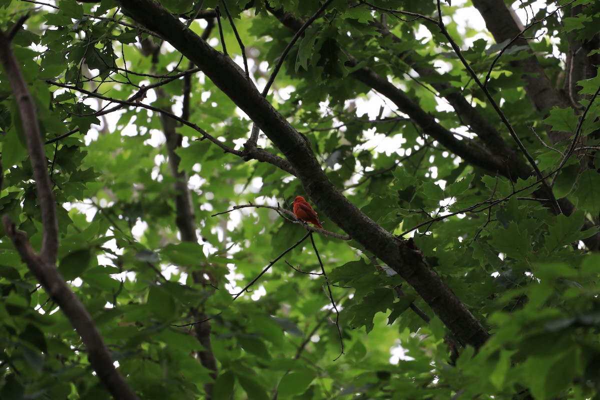 Summer Tanager - ML639159162