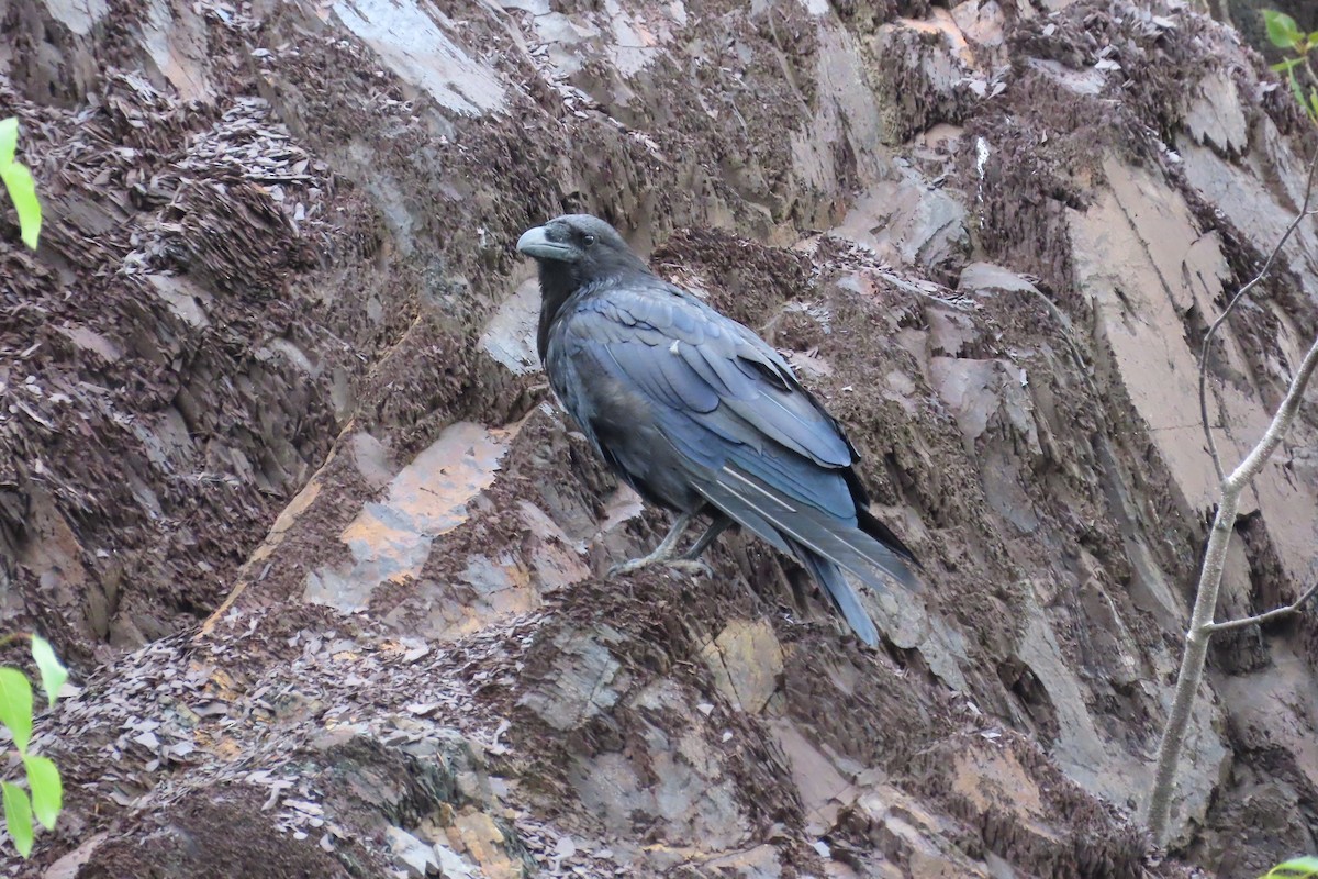 Common Raven - ML639159261