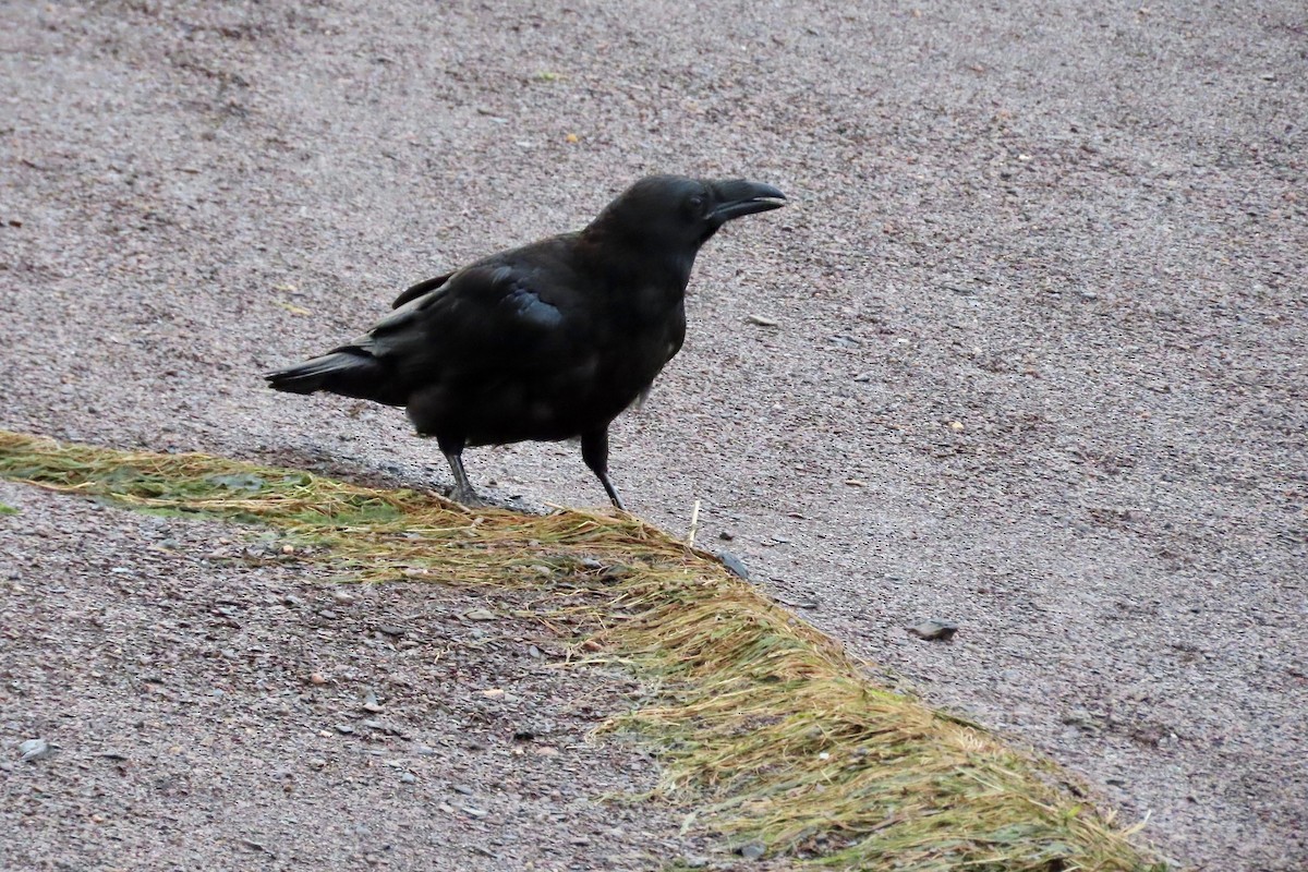 Common Raven - ML639159262