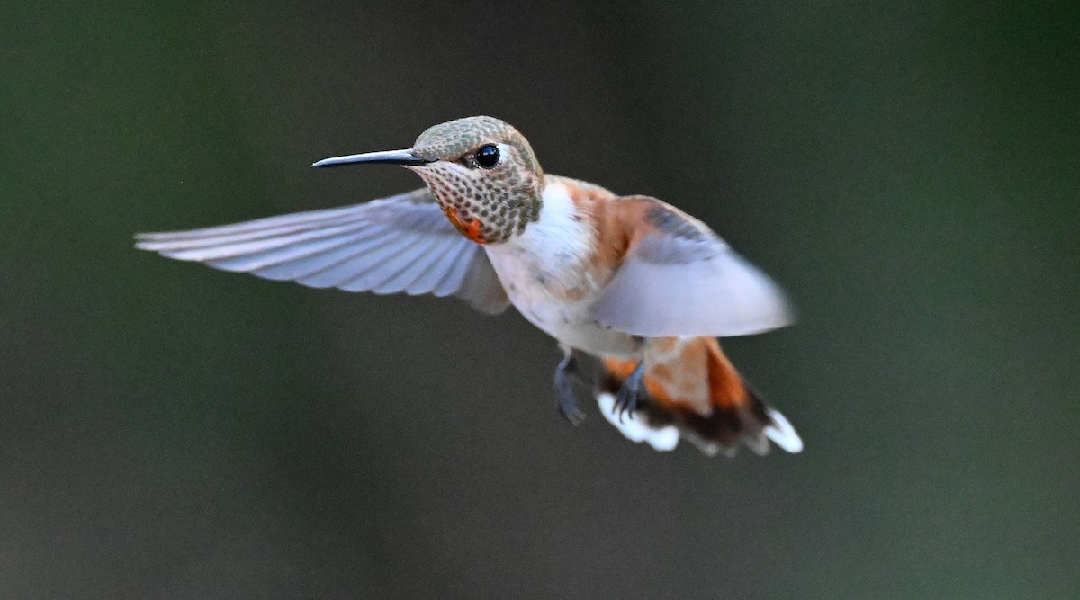 Rufous Hummingbird - ML639159302