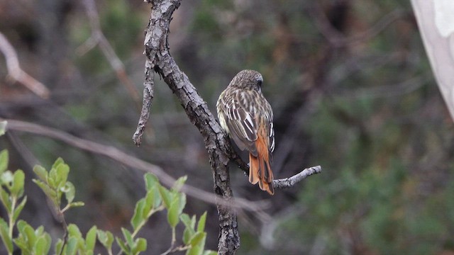 Sulphur-bellied Flycatcher - ML639159347