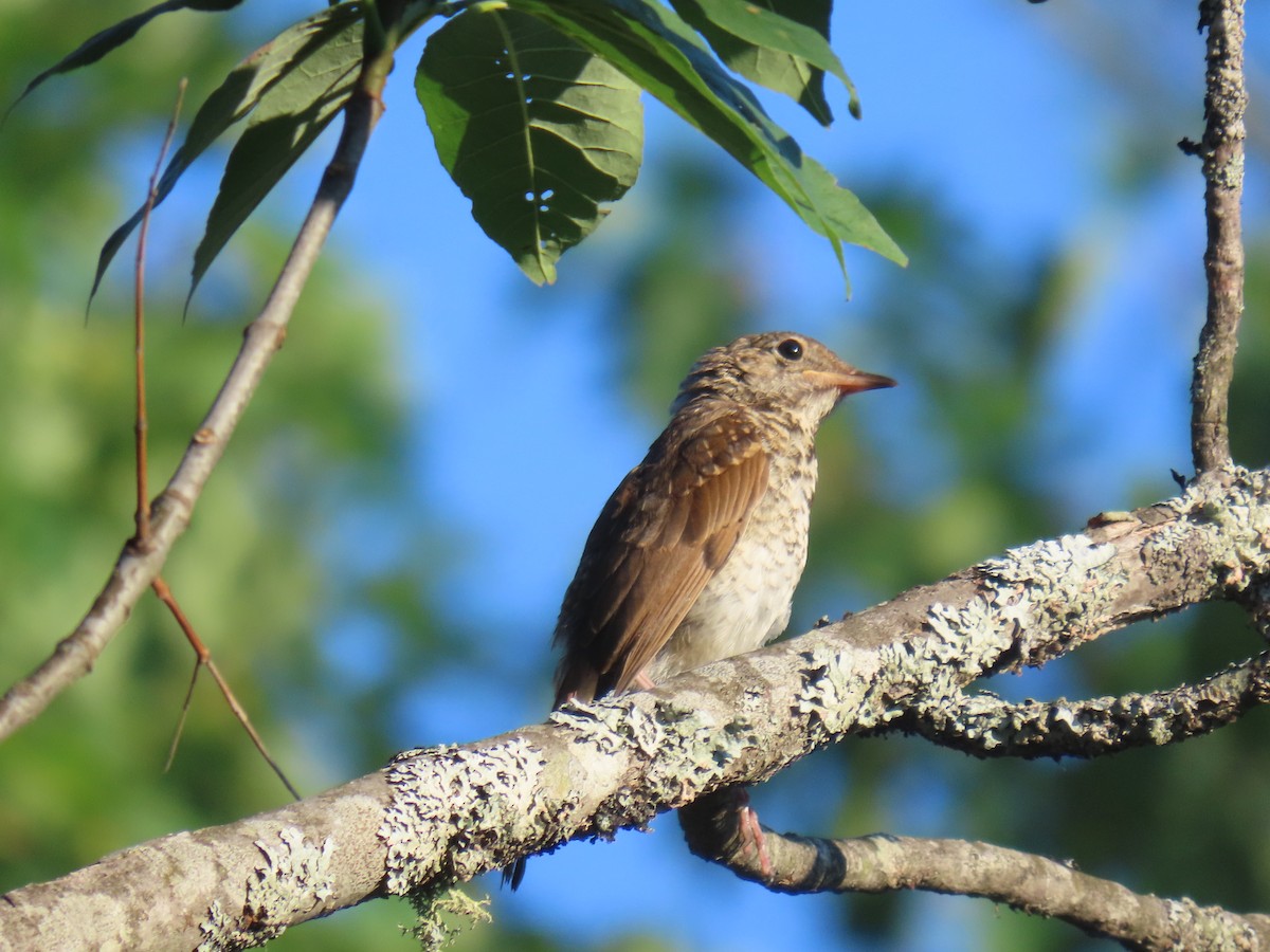 Hermit Thrush - ML639159357