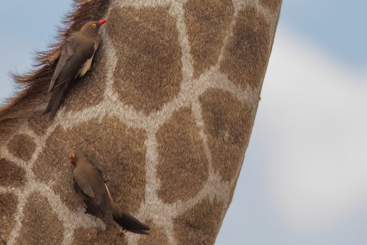 Red-billed Oxpecker - ML639159406