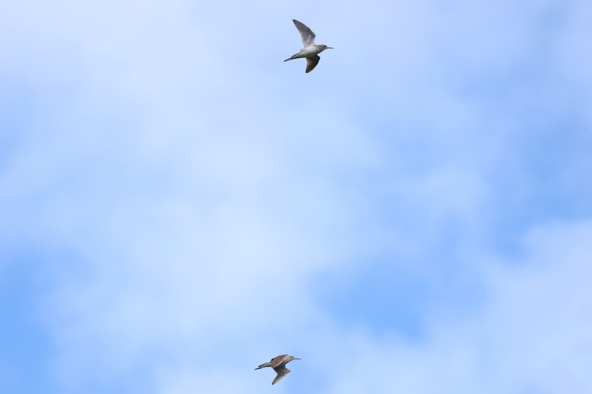 Wood Sandpiper - ML639159469