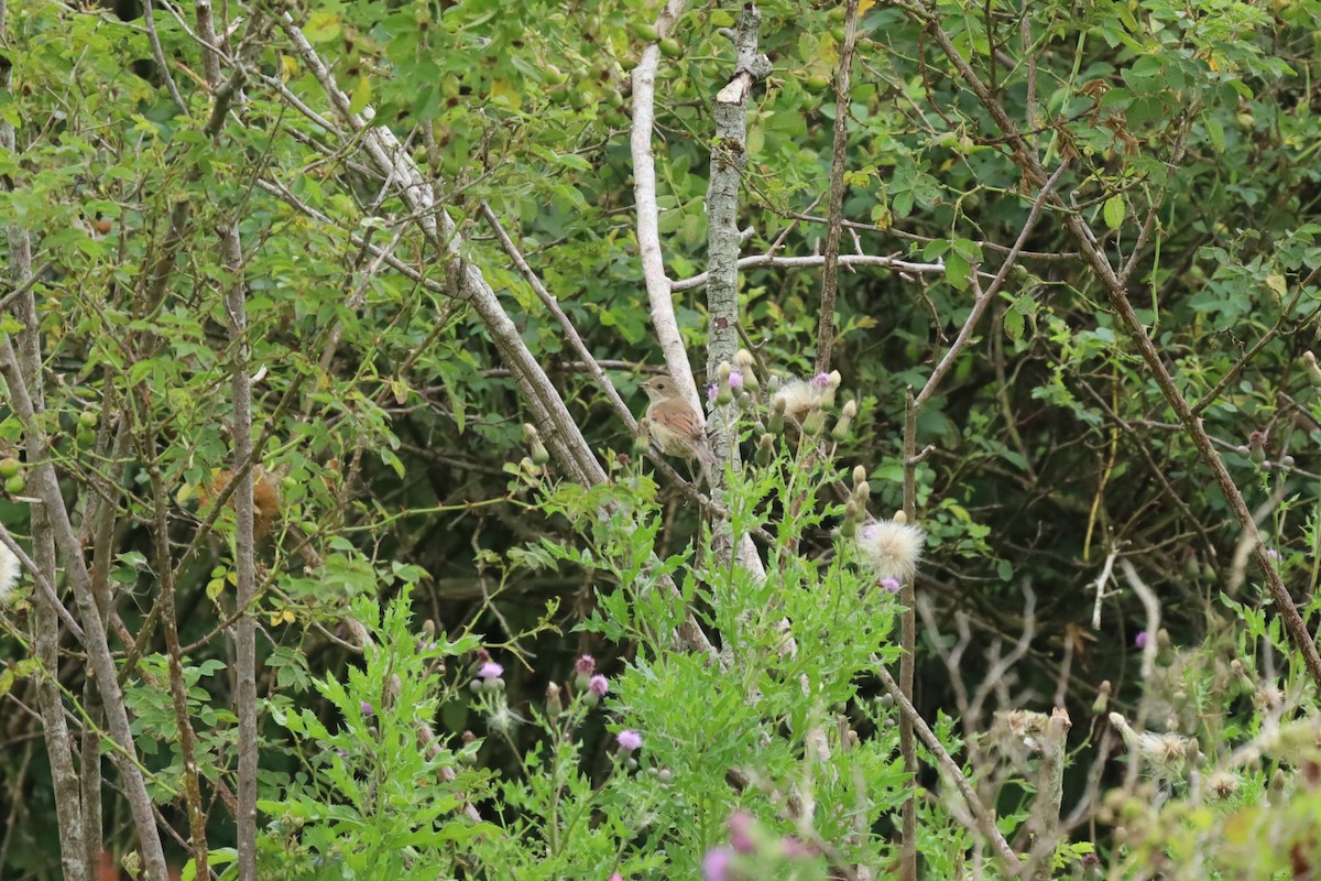 Greater Whitethroat - ML639159479