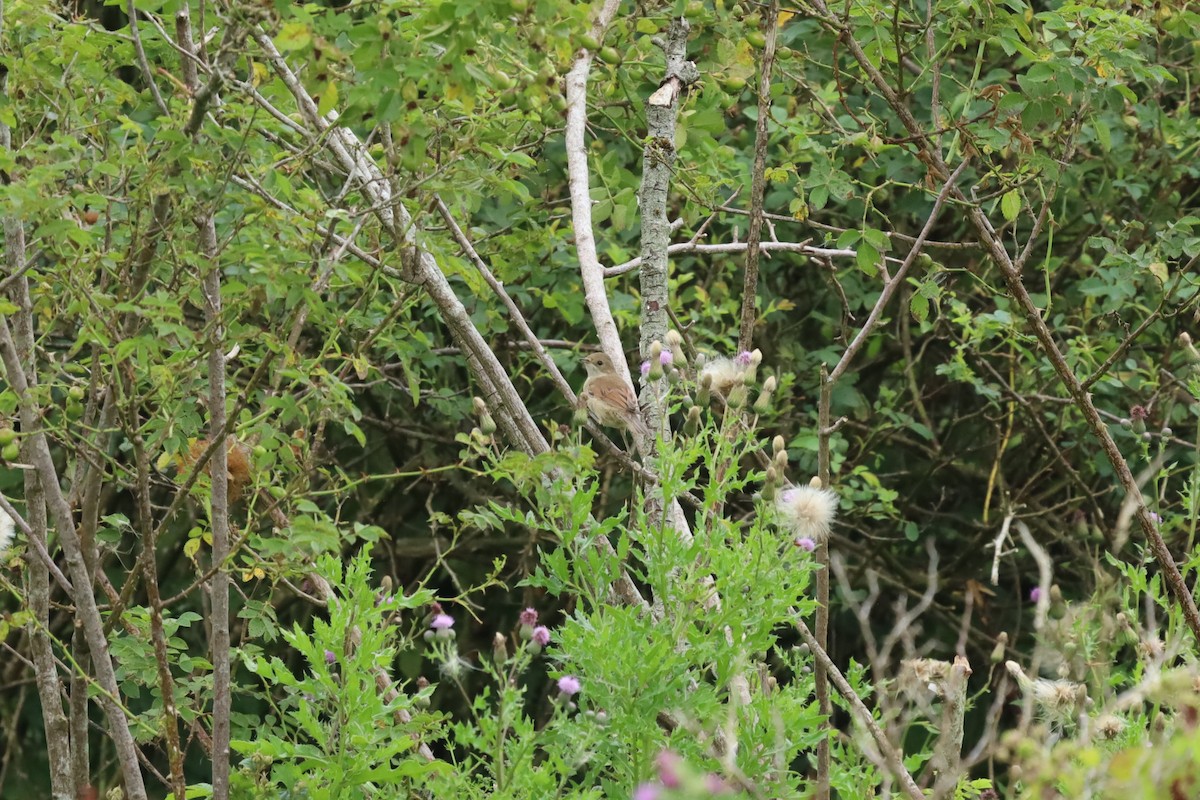 Greater Whitethroat - ML639159481