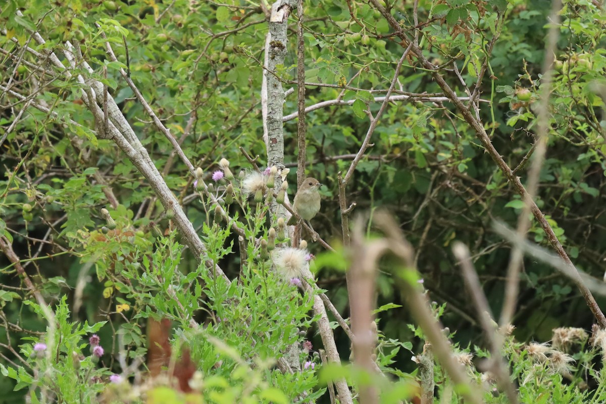 Greater Whitethroat - ML639159484