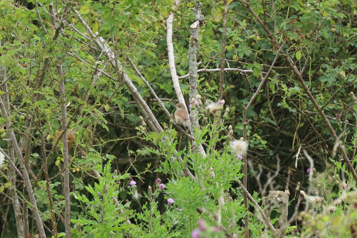 Greater Whitethroat - ML639159491