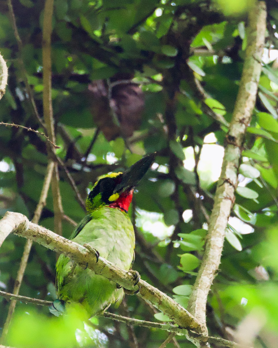 Black-banded Barbet - ML639159587