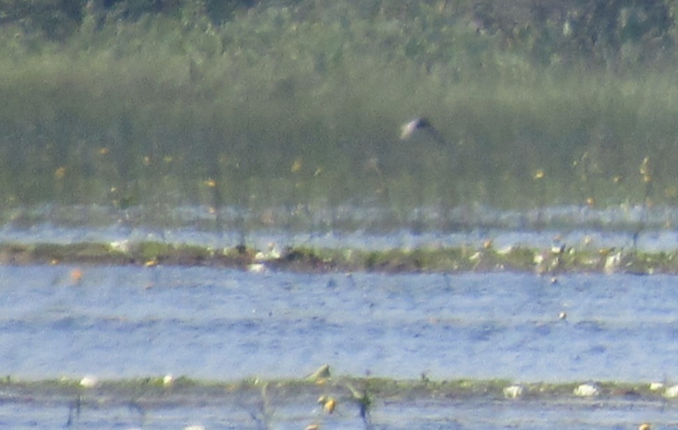 Black Tern - ML639159617