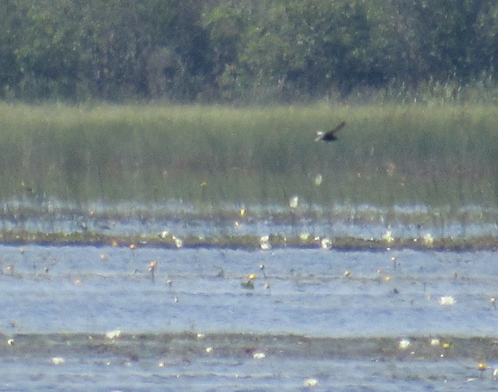 Black Tern - ML639159618