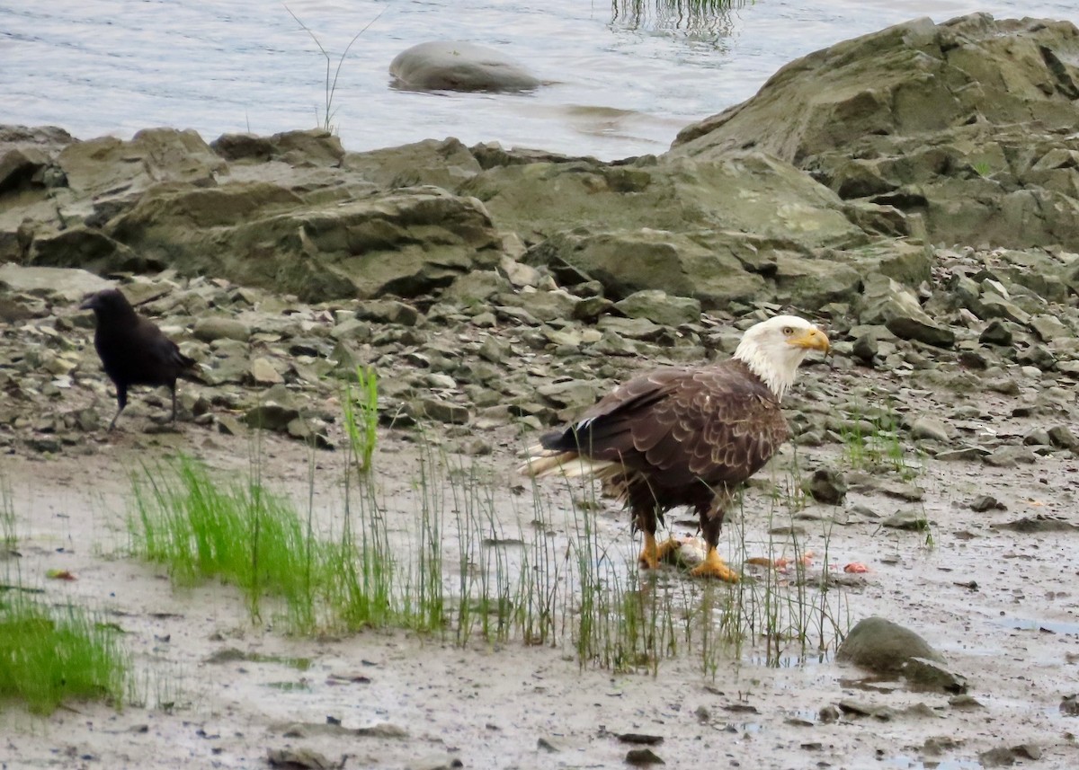 Bald Eagle - ML639159644