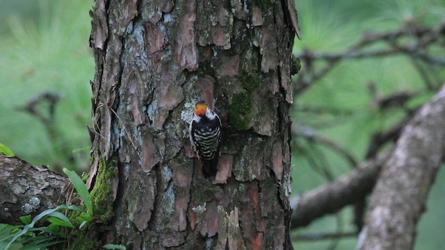 Brown-fronted Woodpecker - ML639159686