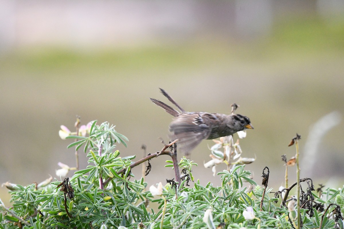 White-crowned Sparrow (nuttalli) - ML639159717
