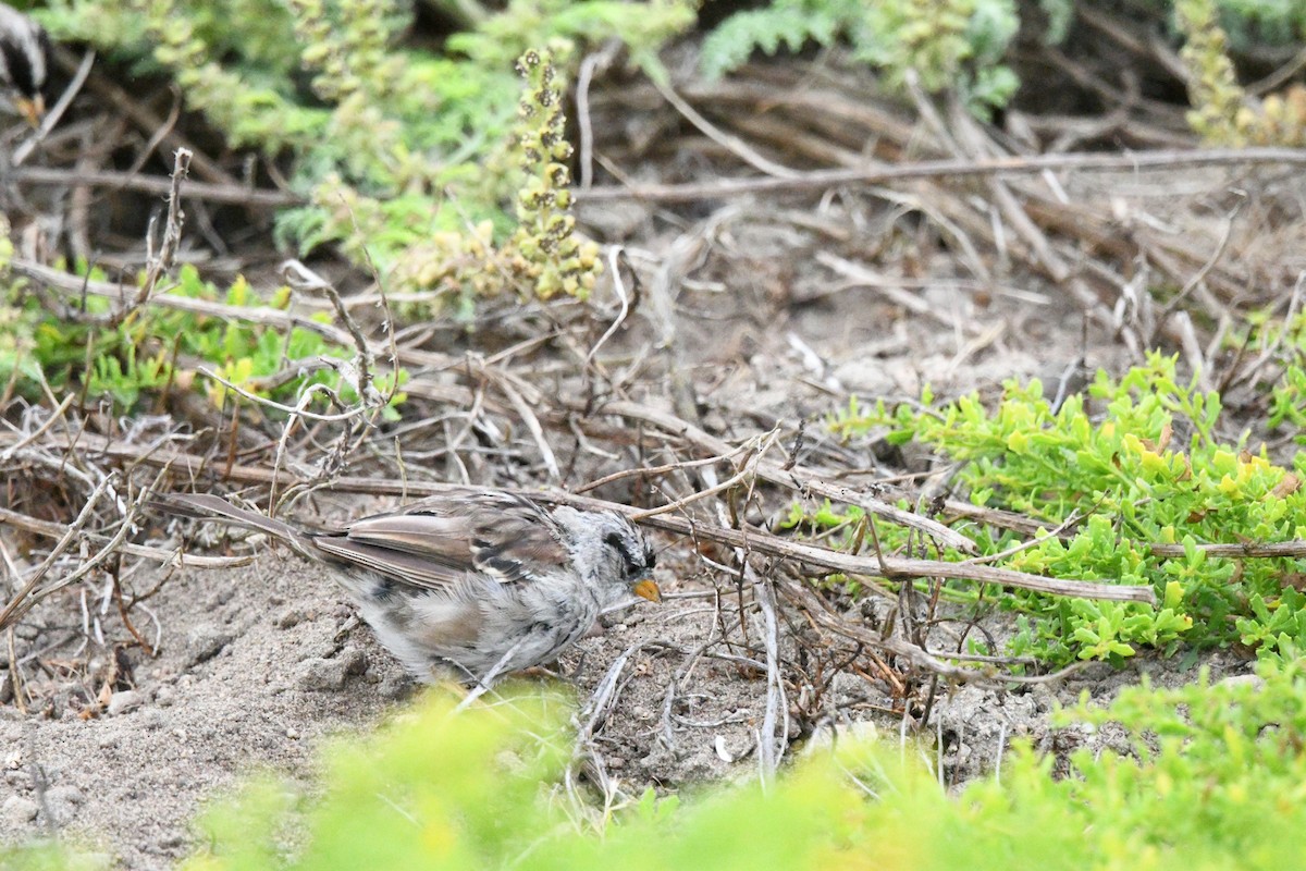 White-crowned Sparrow (nuttalli) - ML639159720