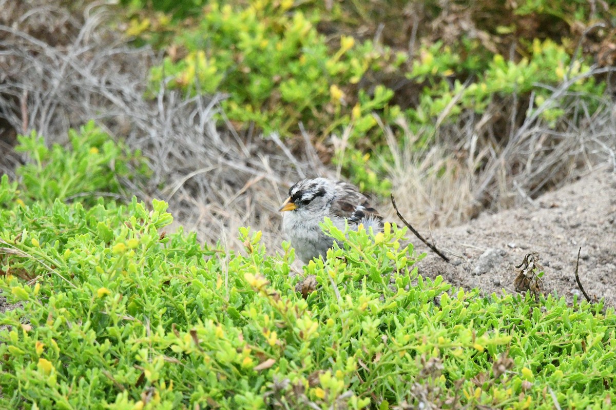 White-crowned Sparrow (nuttalli) - ML639159721
