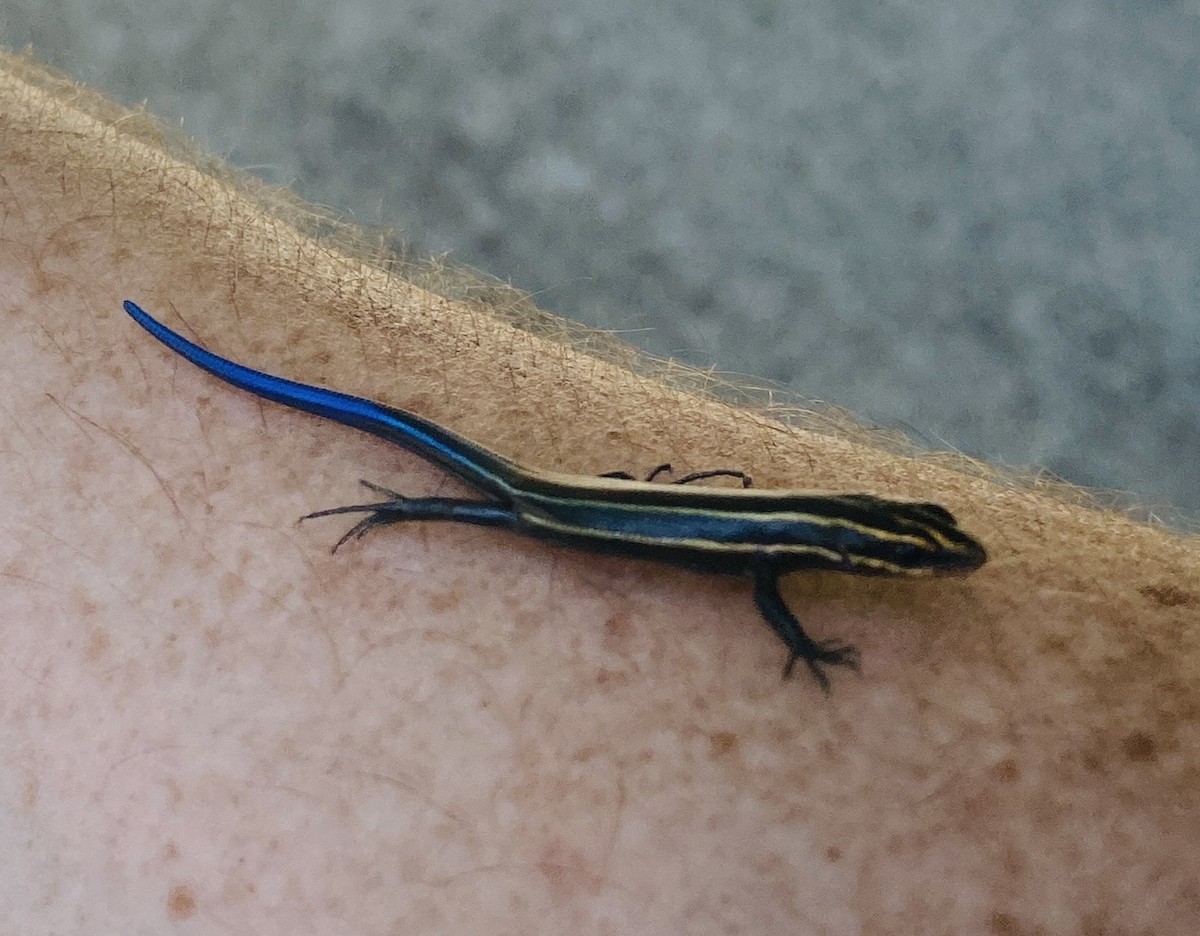 Common Five-lined Skink - ML639159790