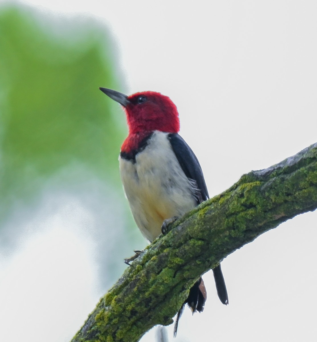 Red-headed Woodpecker - ML639159839