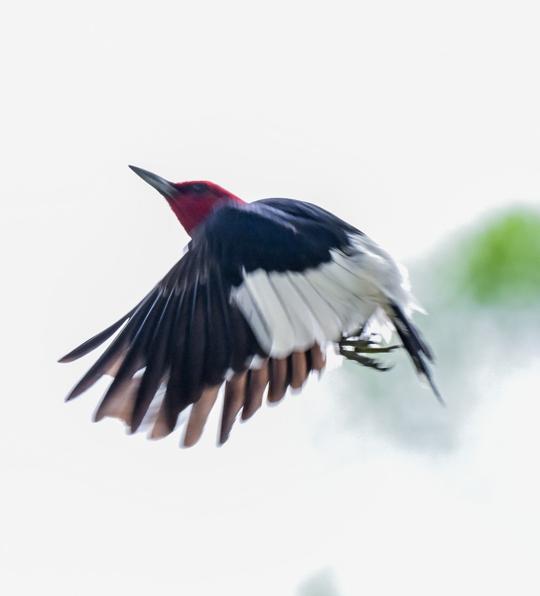 Red-headed Woodpecker - ML639159840