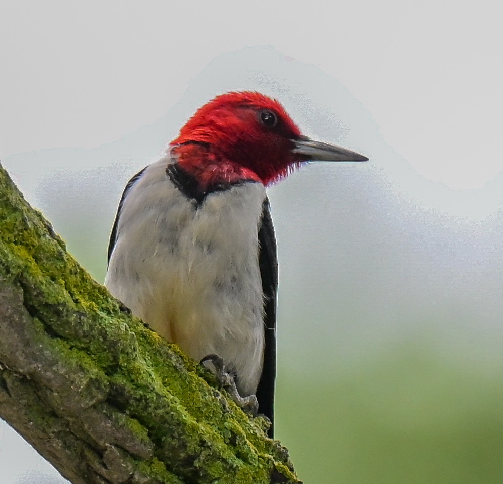 Red-headed Woodpecker - ML639159841