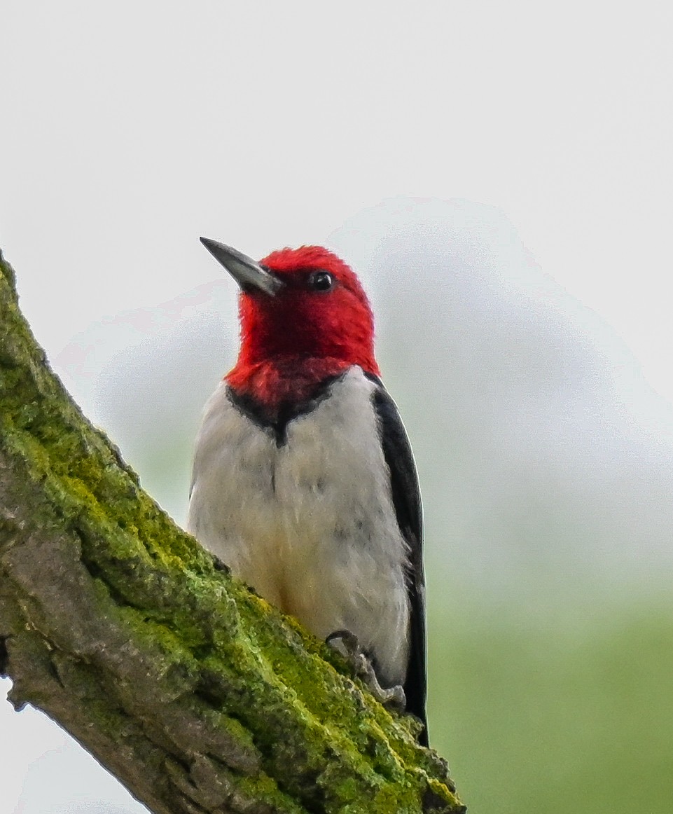 Red-headed Woodpecker - ML639159842