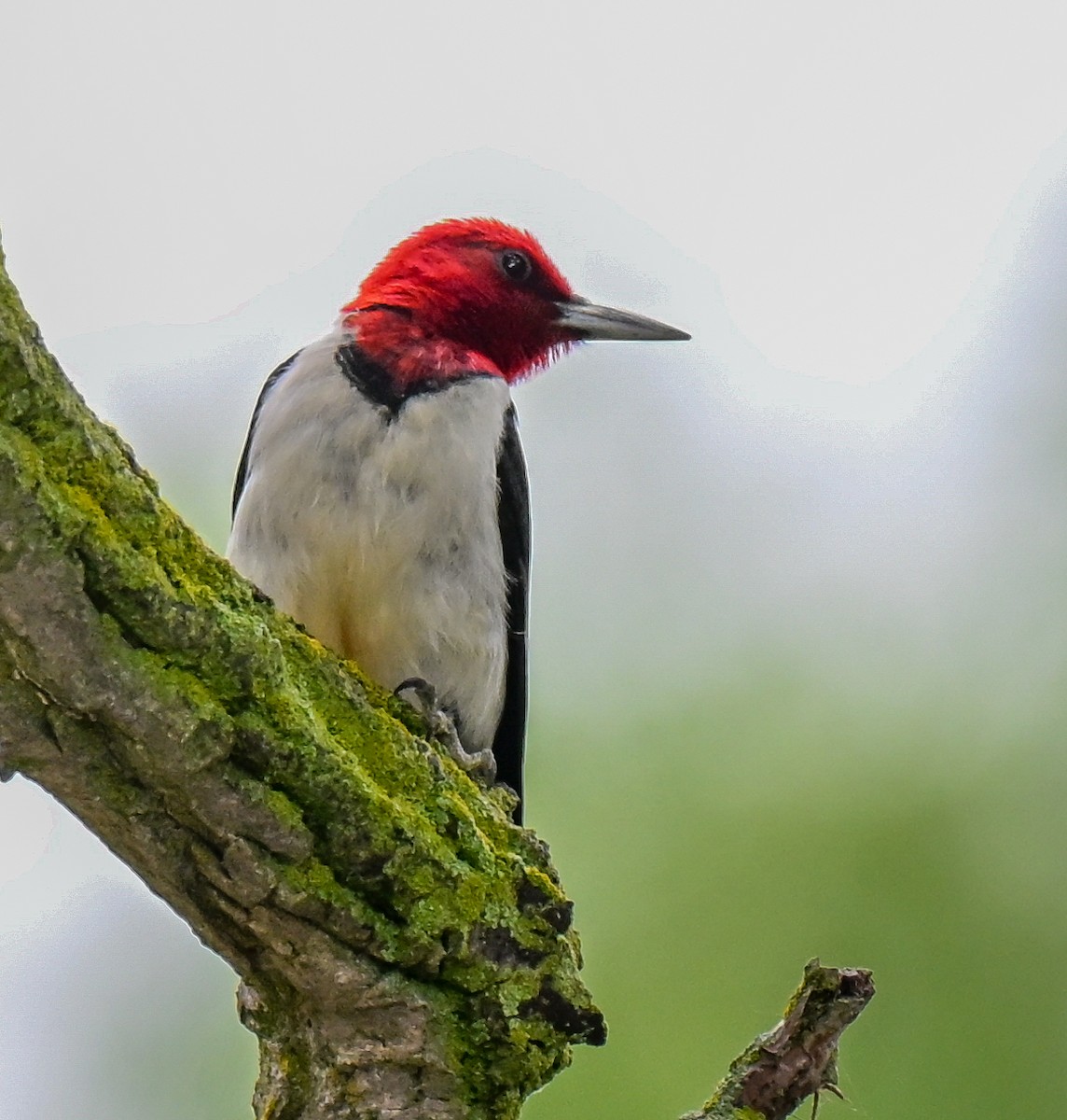 Red-headed Woodpecker - ML639159843