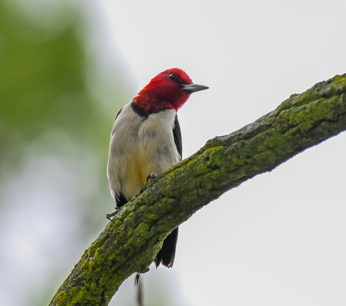 Red-headed Woodpecker - ML639159844
