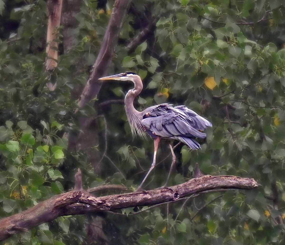 Great Blue Heron - ML639159926