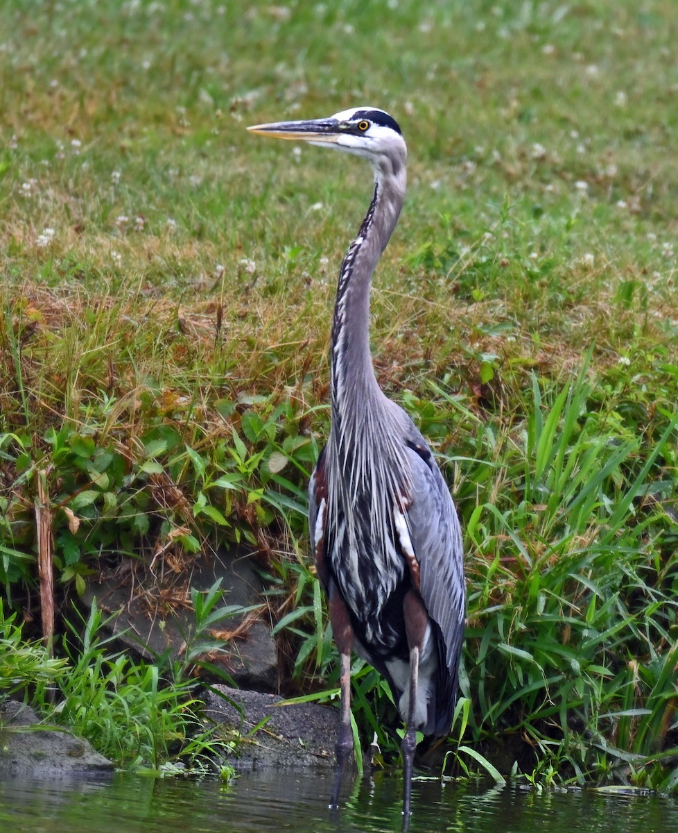 Great Blue Heron - ML639159927