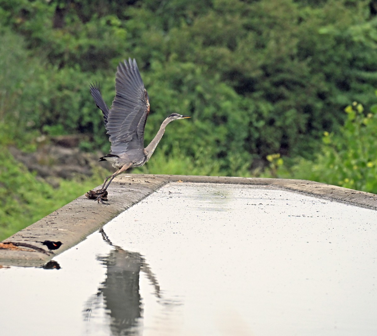 Great Blue Heron - ML639159928