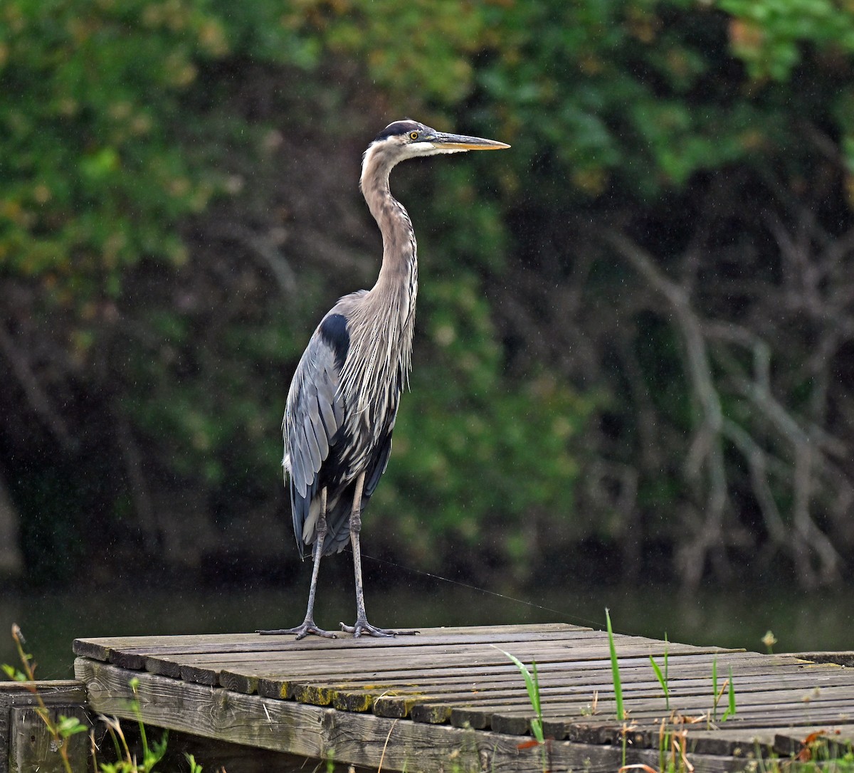 Great Blue Heron - ML639159929