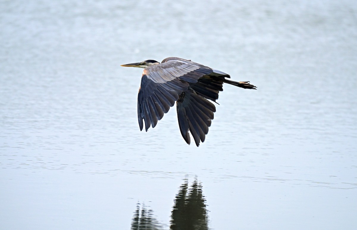 Great Blue Heron - ML639159930