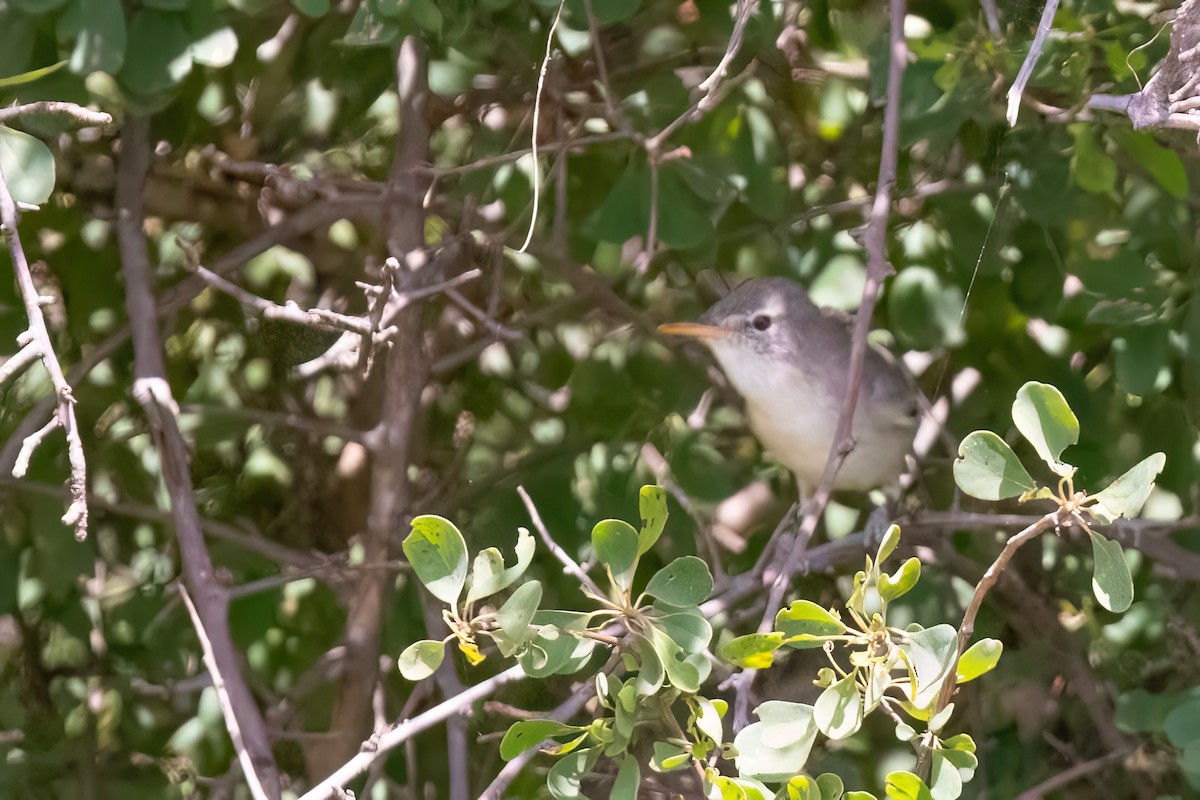 Olive-tree Warbler - ML639159947