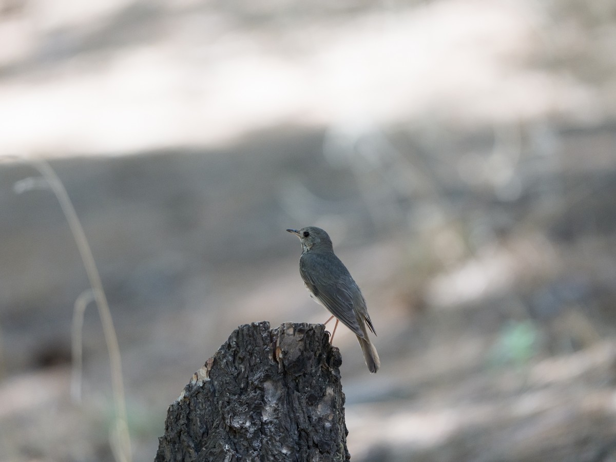 Hermit Thrush - ML639159951