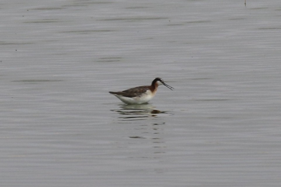Wilson's Phalarope - ML639159972