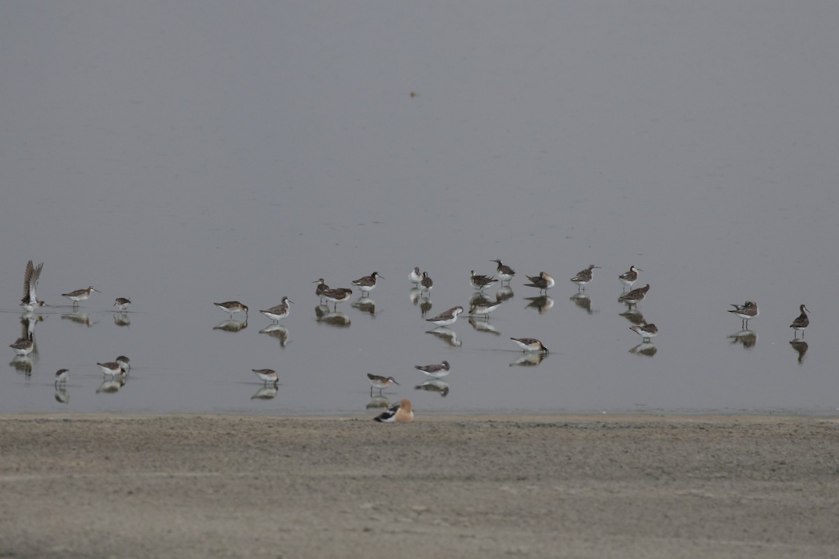 Wilson's Phalarope - ML639159973