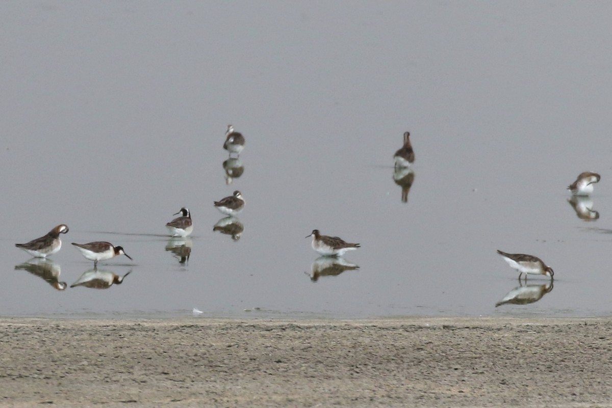 Wilson's Phalarope - ML639159974