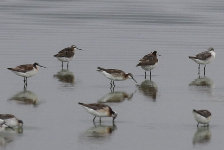 Wilson's Phalarope - ML639159978