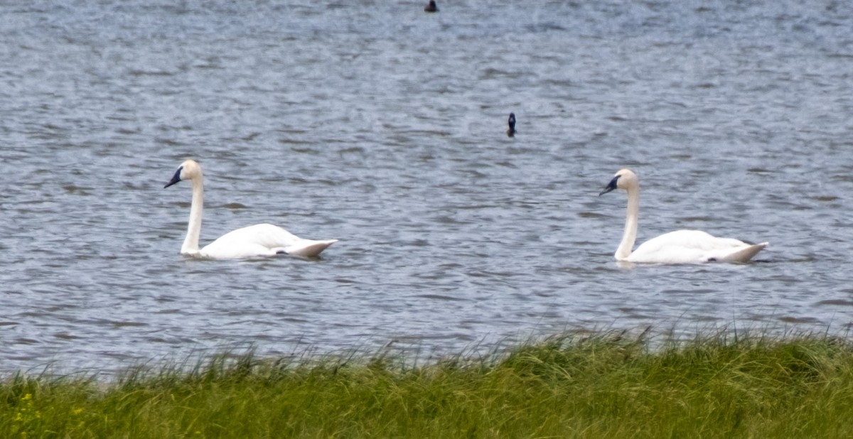 Trumpeter Swan - ML639160031