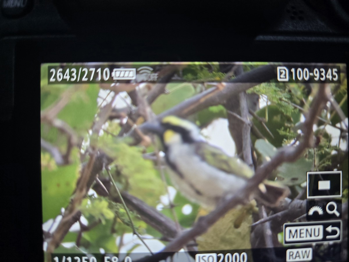 Black-throated Barbet - ML639160139