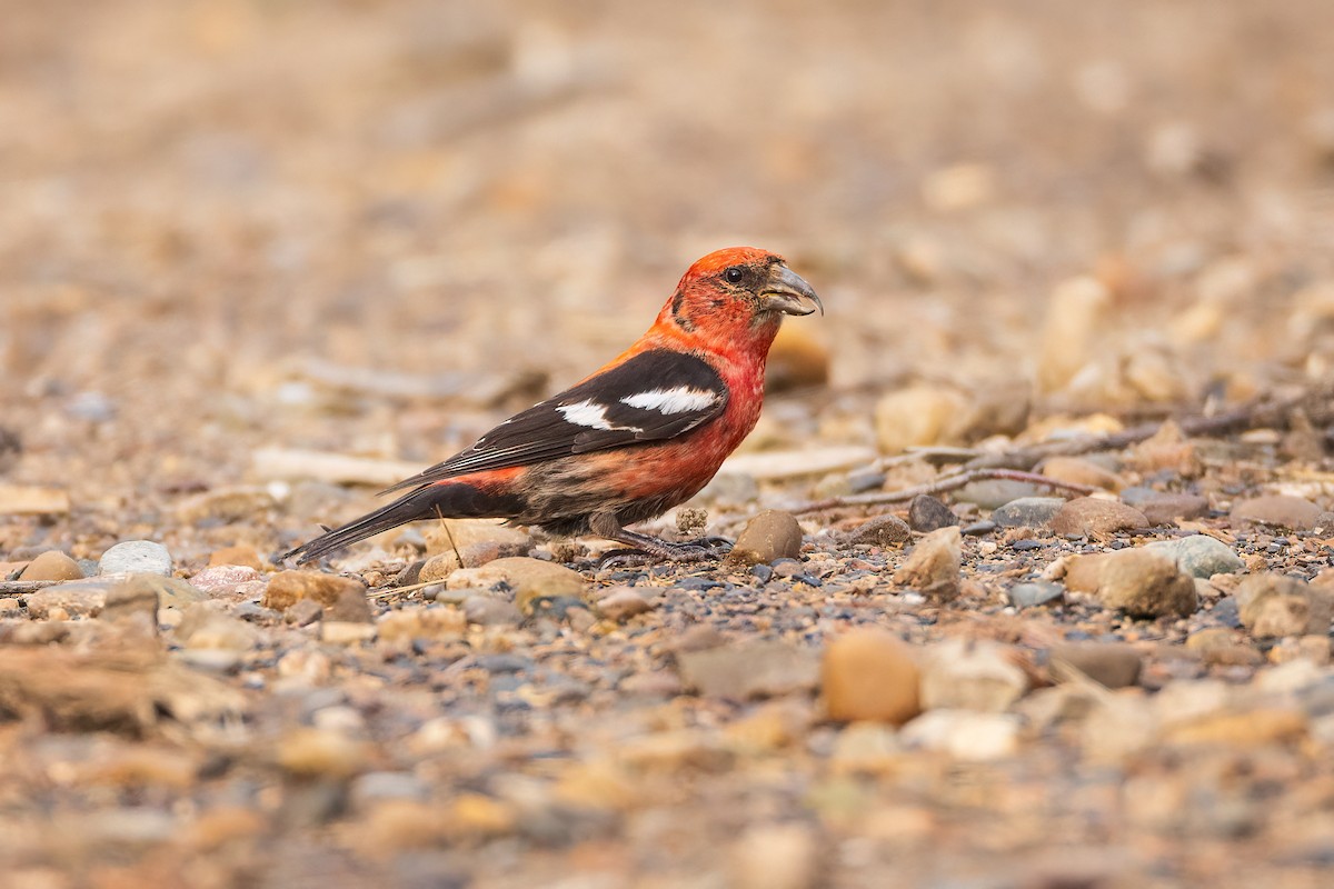 White-winged Crossbill - ML639160147