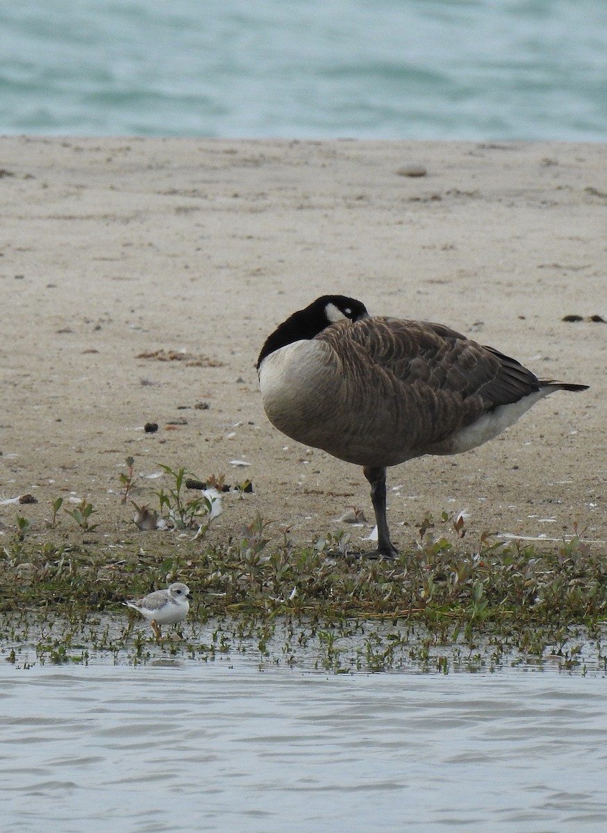 Piping Plover - ML639160188