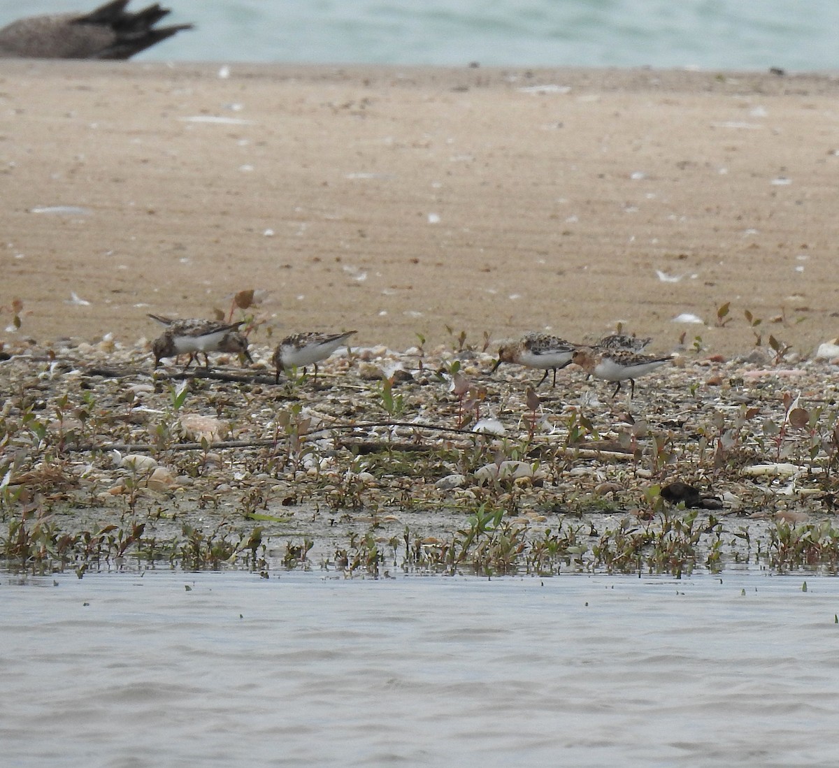 Sanderling - ML639160221