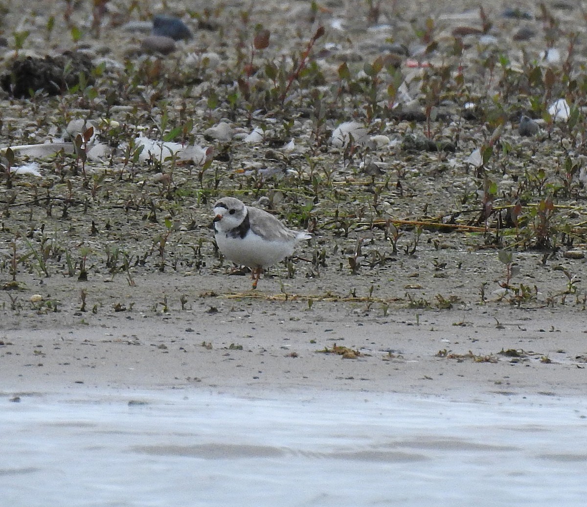 Piping Plover - ML639160235