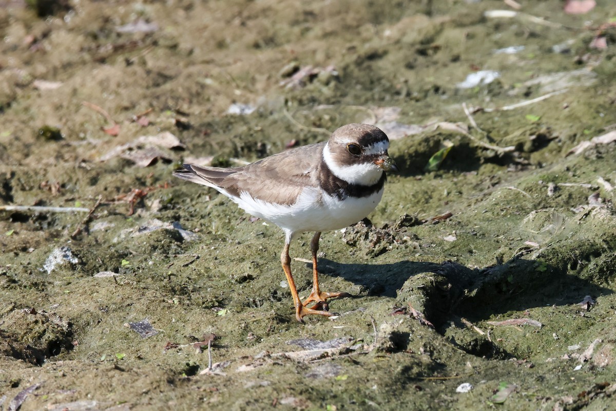 Semipalmated Plover - ML639160376