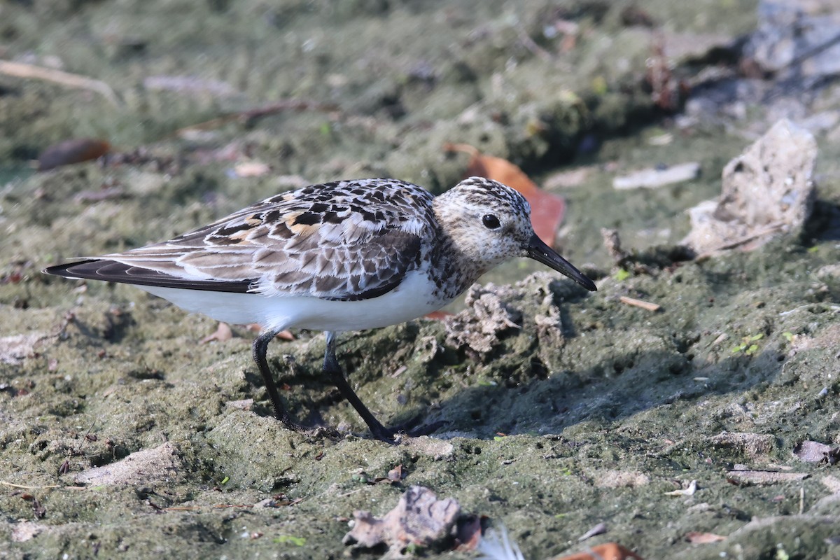 Sanderling - ML639160378