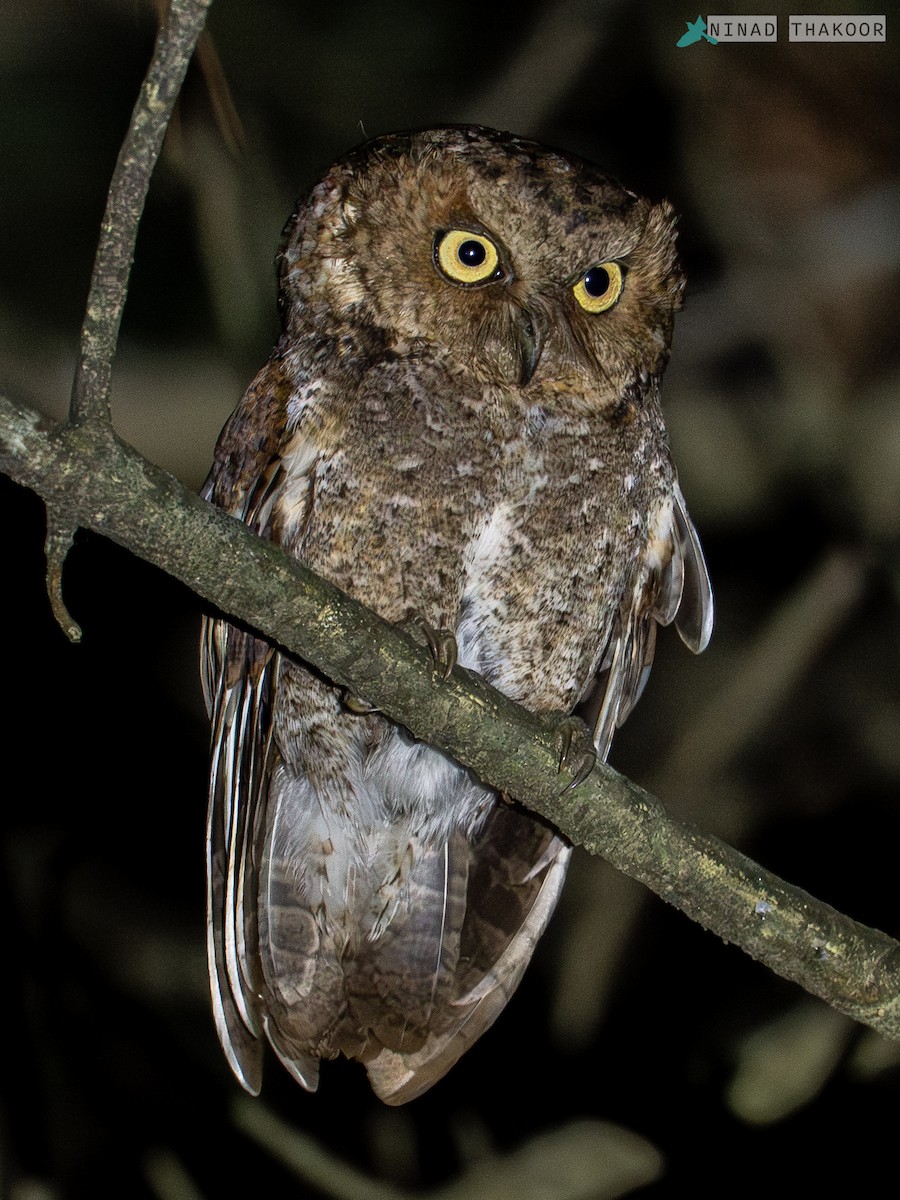 Mountain Scops-Owl - ML639160393