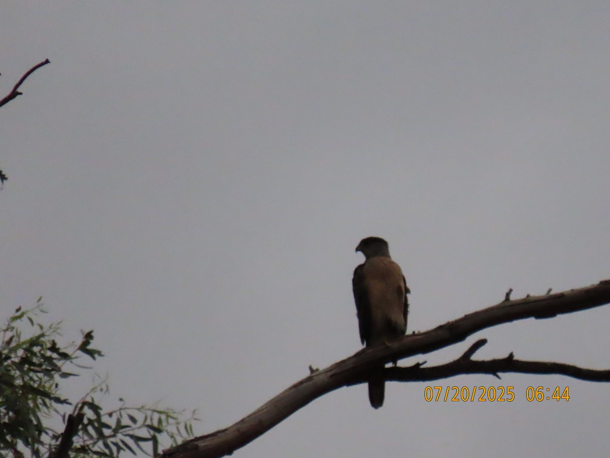 Cooper's Hawk - ML639160396