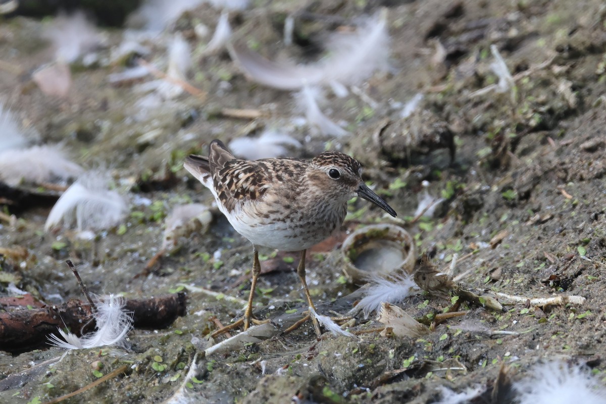 Least Sandpiper - ML639160406