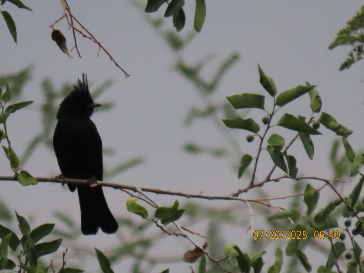 Phainopepla - ML639160408